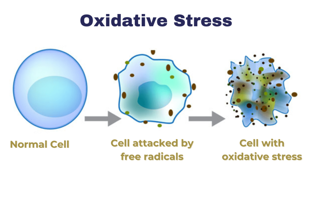 Oxidative Stress